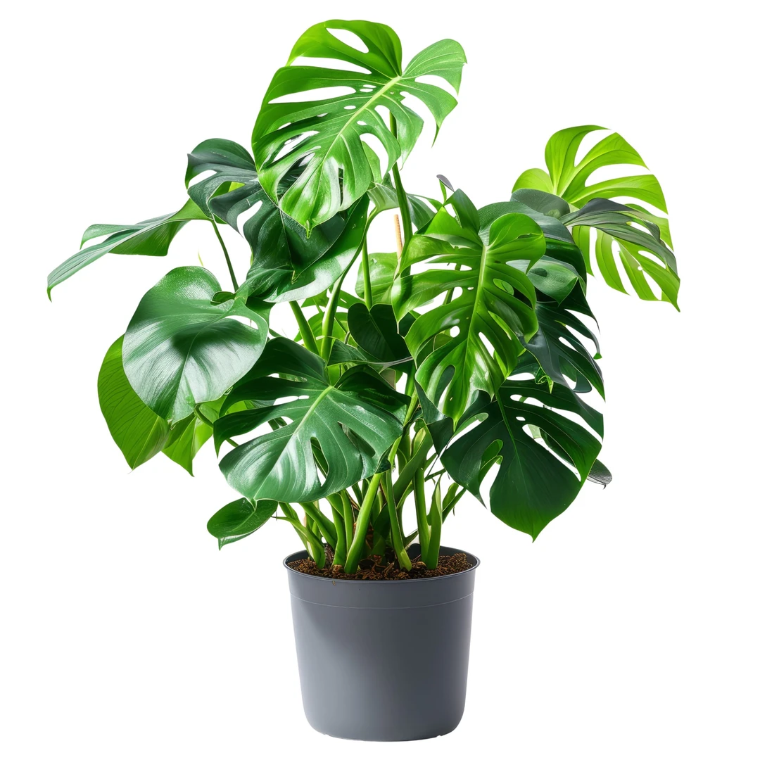 marmorata monstera Monstera Aurea (Marmorata) main image 0
