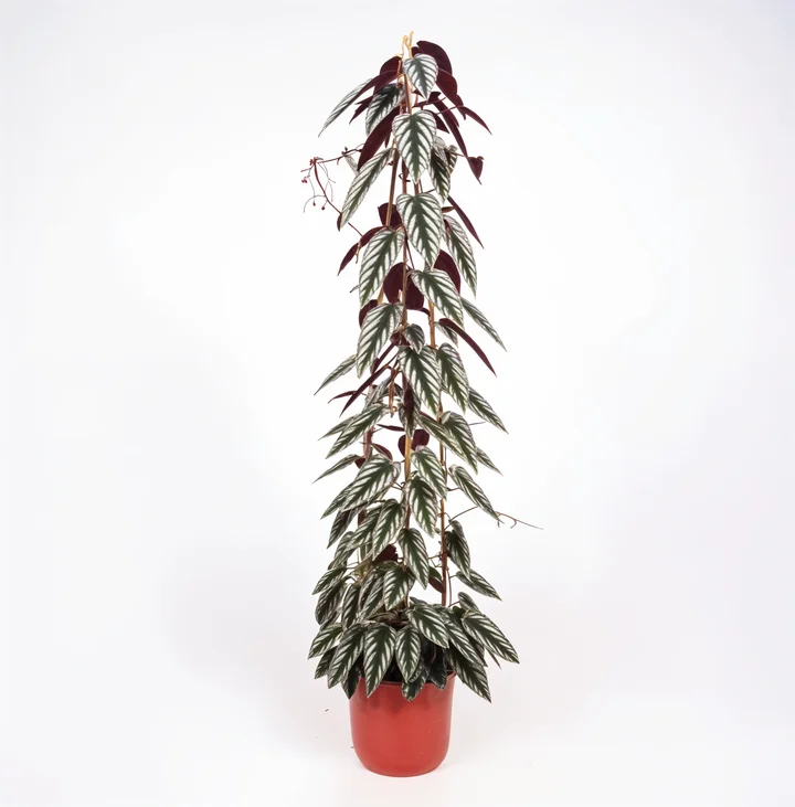 Cissus discolor