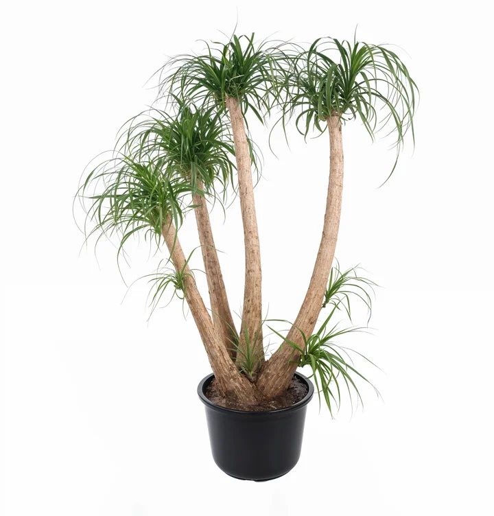 Beaucarnea recurvata