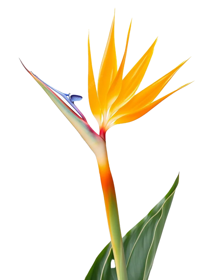 Strelitzia